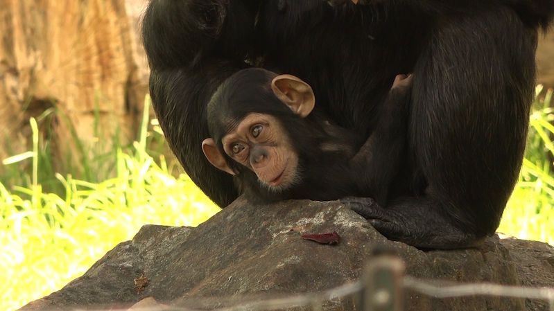Chlouba plzeňské zoo se má čile k světu. Šimpanzí slečna Caila oslavila pátý měsíc života